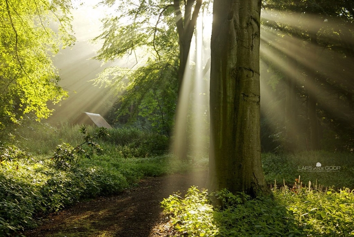 Magical Forest