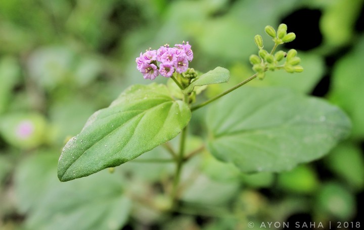 Natural Macrography! ❤