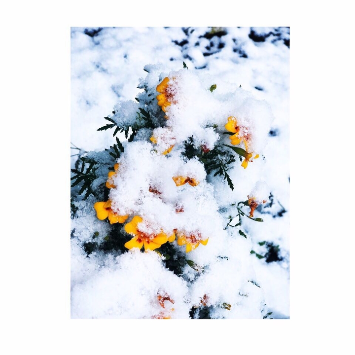snow ❄️ and flowers 