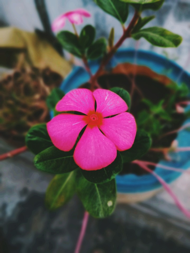 Flowers