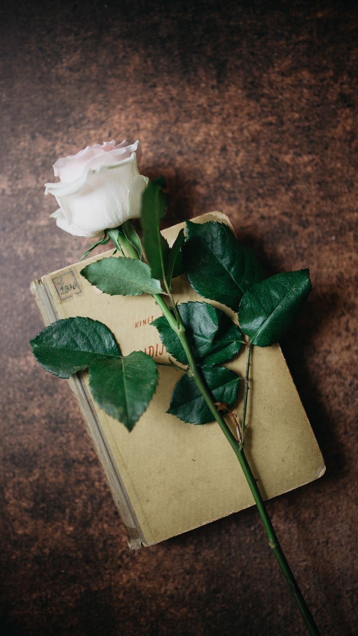 love is a rose that blooms ever