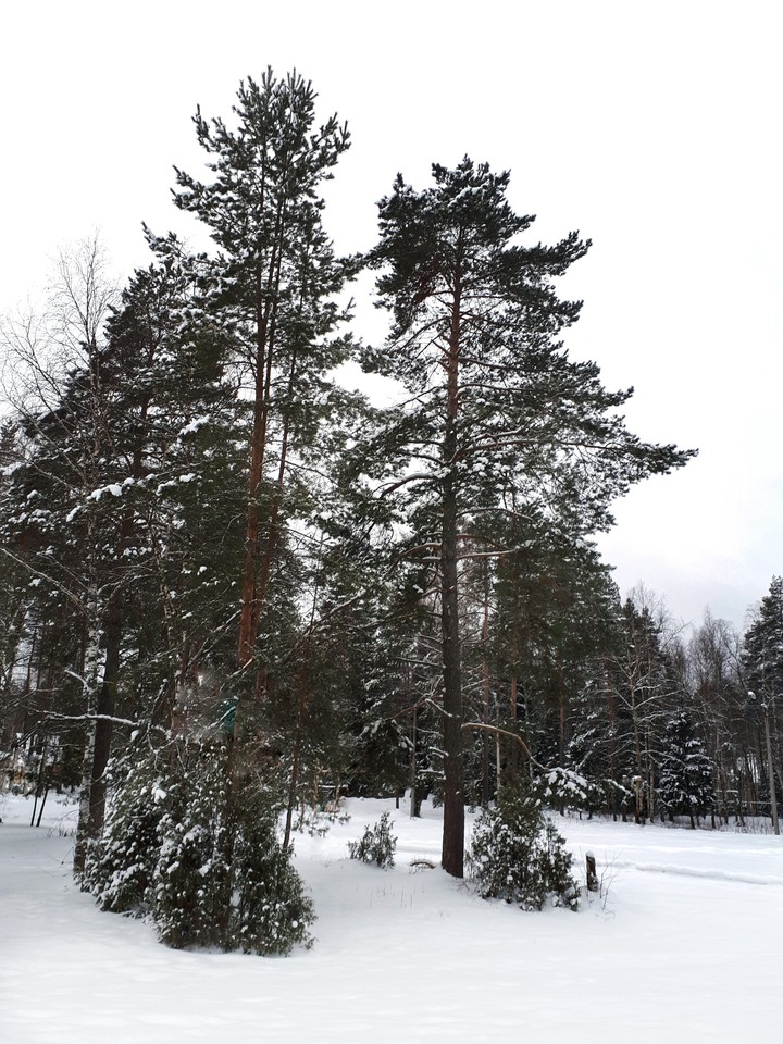 снежный лес