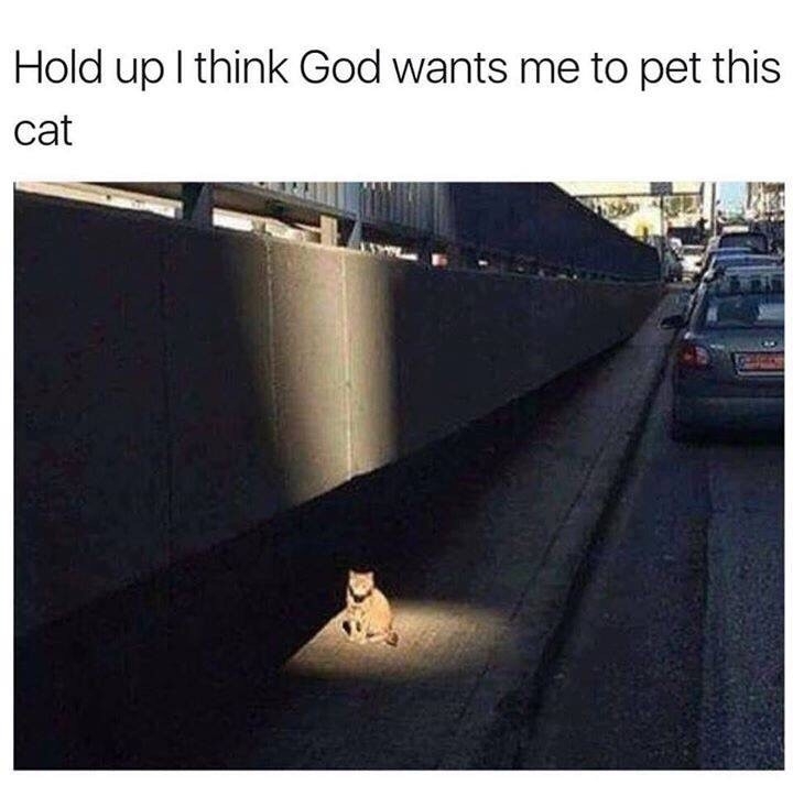 cats and god