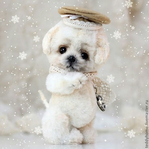 dog, maltese वॉलपेपर