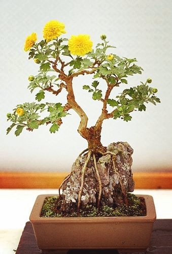 Rock