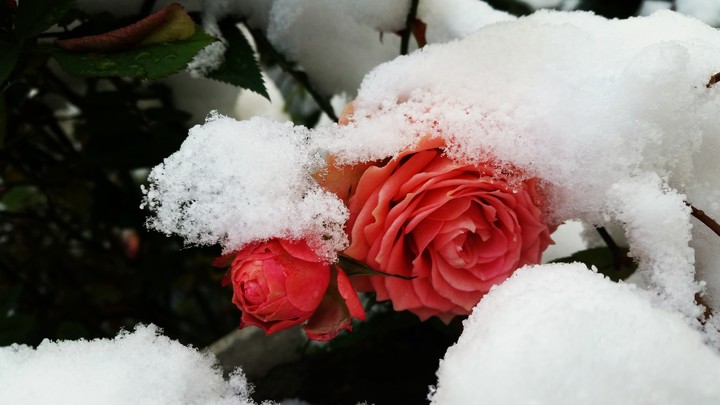 Winter Roses!
