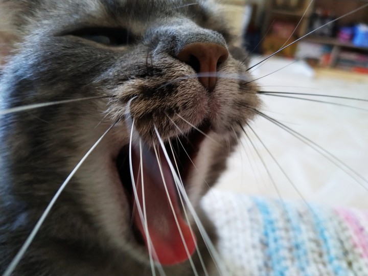 кот
