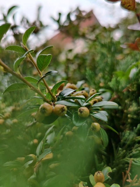農產品, plant桌布