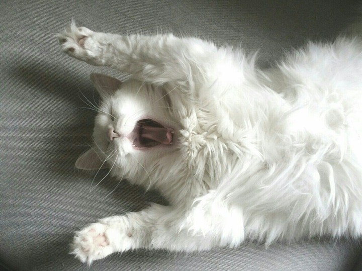meow