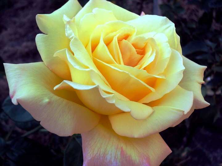 rose