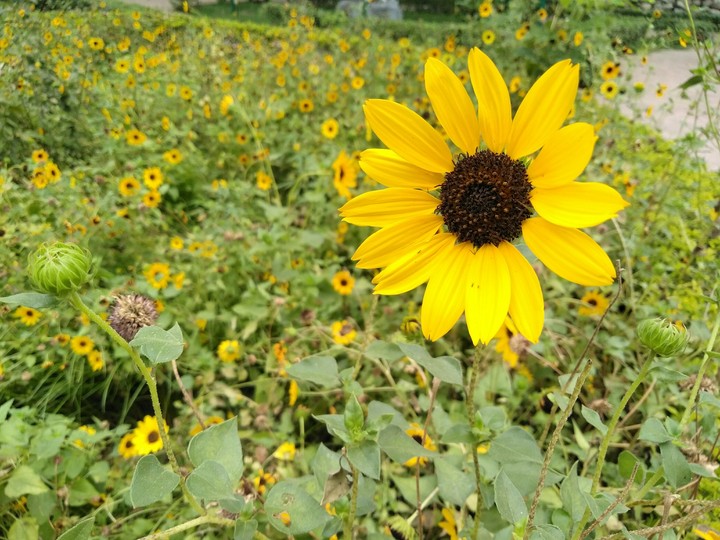 shinning sunflower