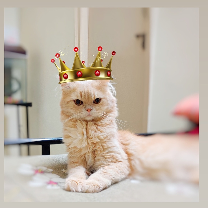 King Cat