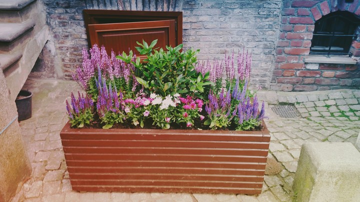 Colorful flowers