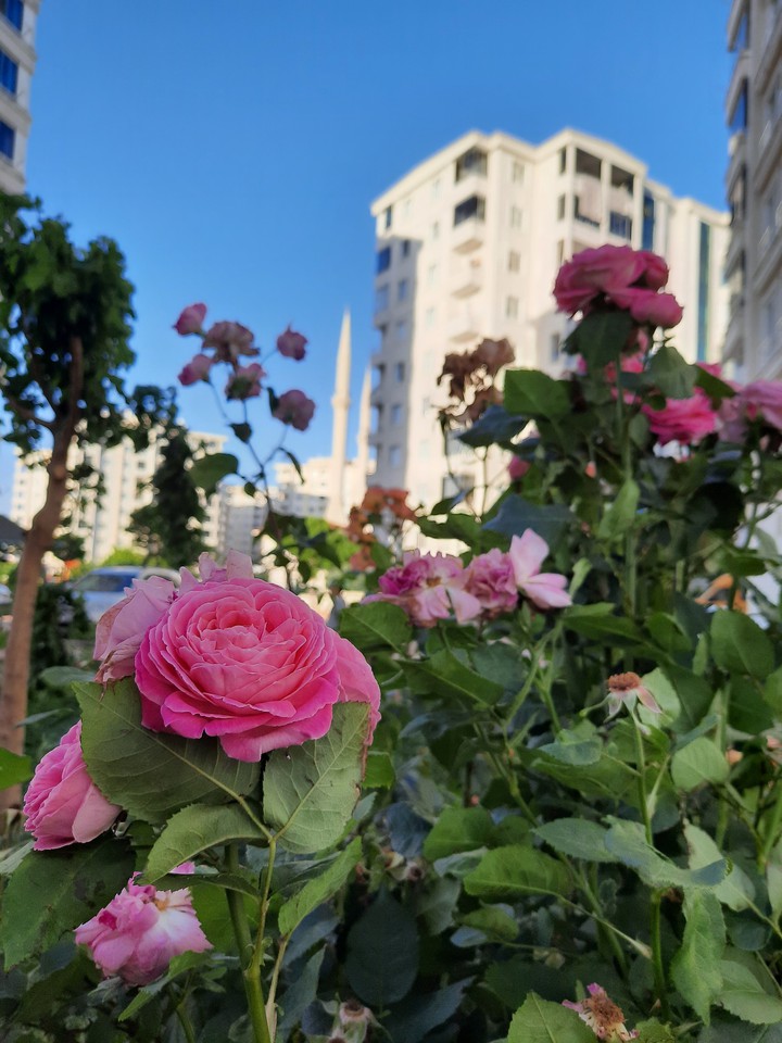 flowers