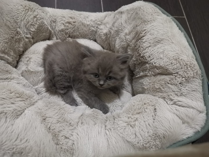 Persian cat