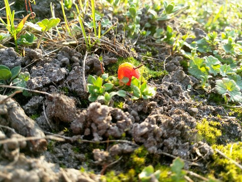 Kalina in the ground