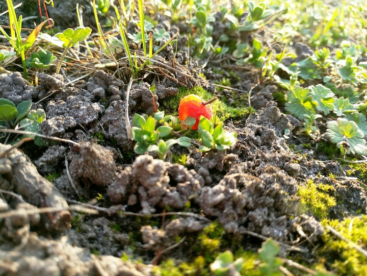 Kalina in the ground