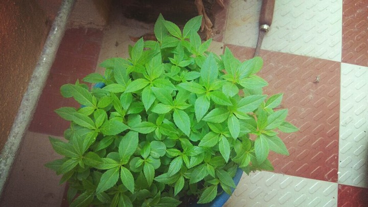 green