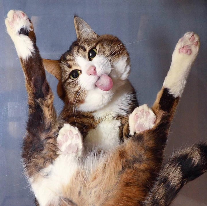funny cat
