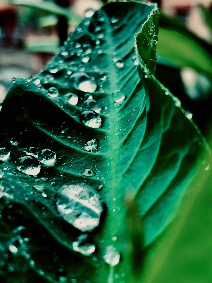dewdrops