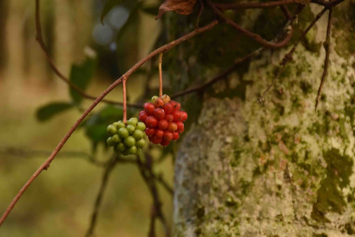 fruits