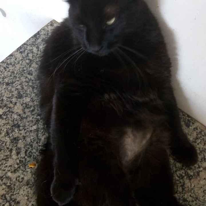 Noé 