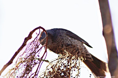 accipitriformes, bird壁紙