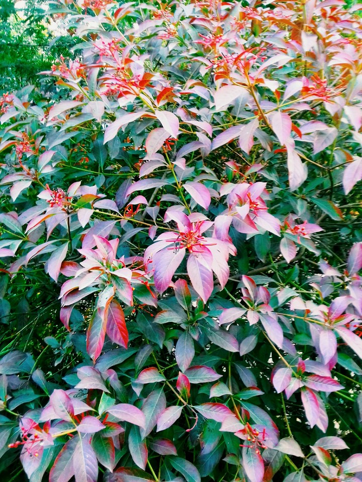 bay leaf