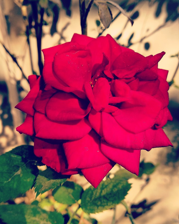 Redrose red