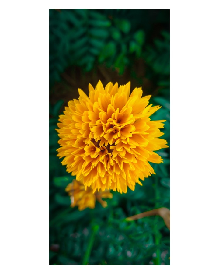 yellow flower