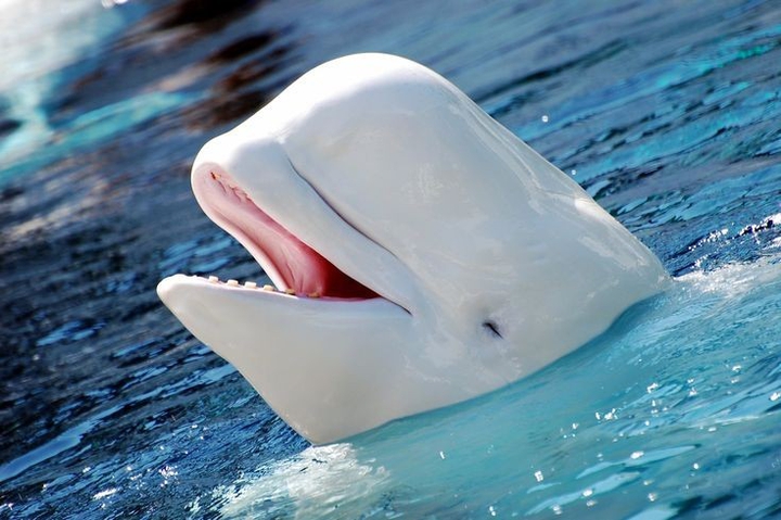 Whale