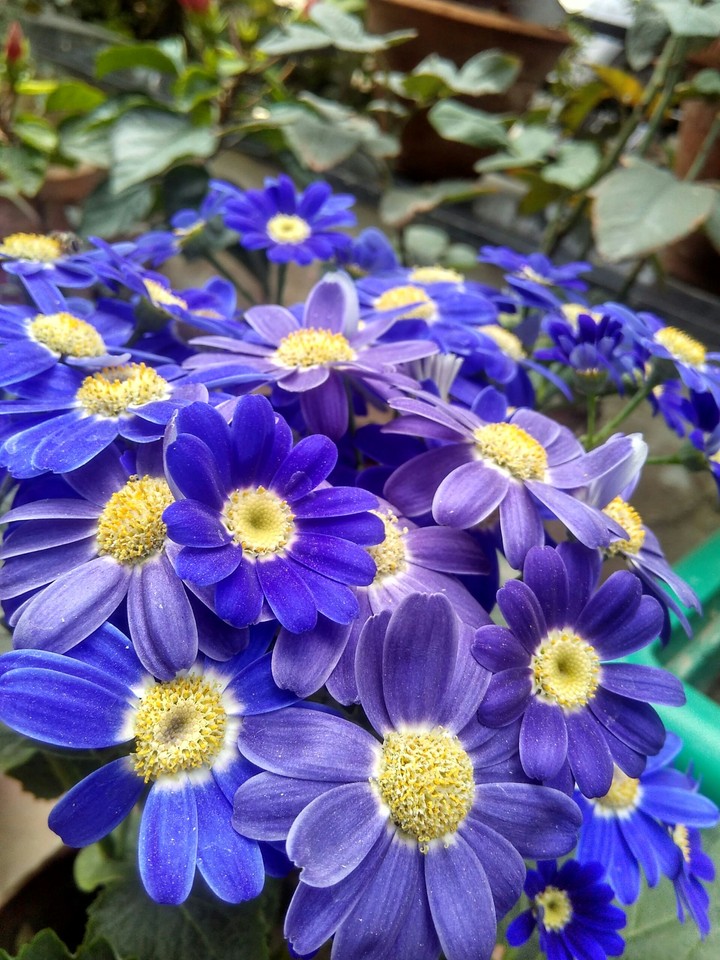 indian flowers