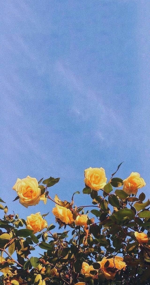flowers / summer || цветы / лето