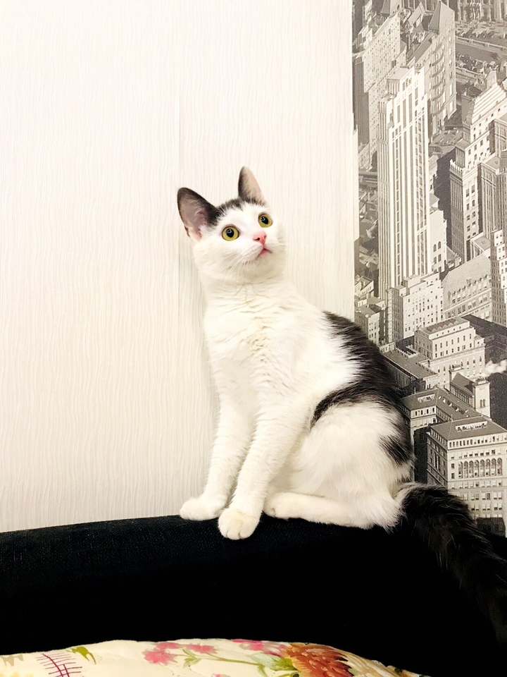 кошка