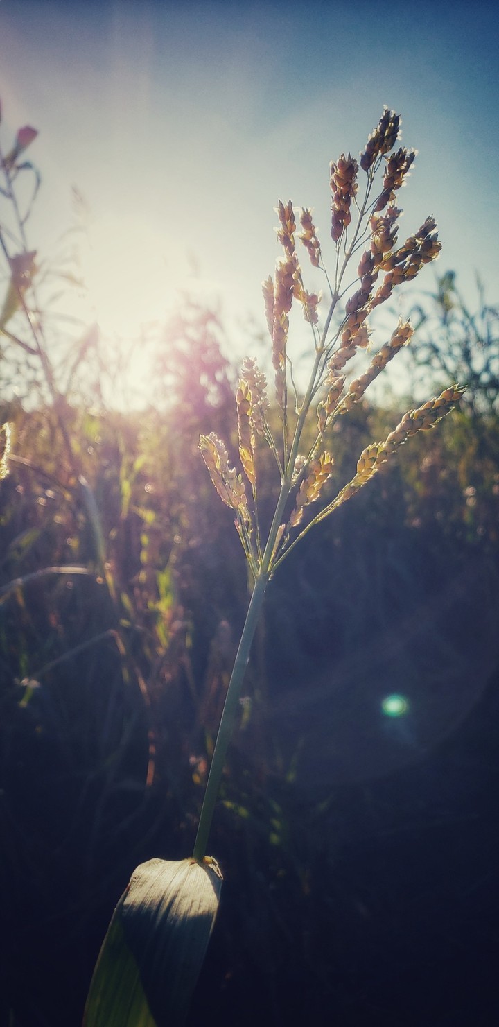 Dancing In The Sun