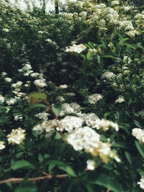 nature
