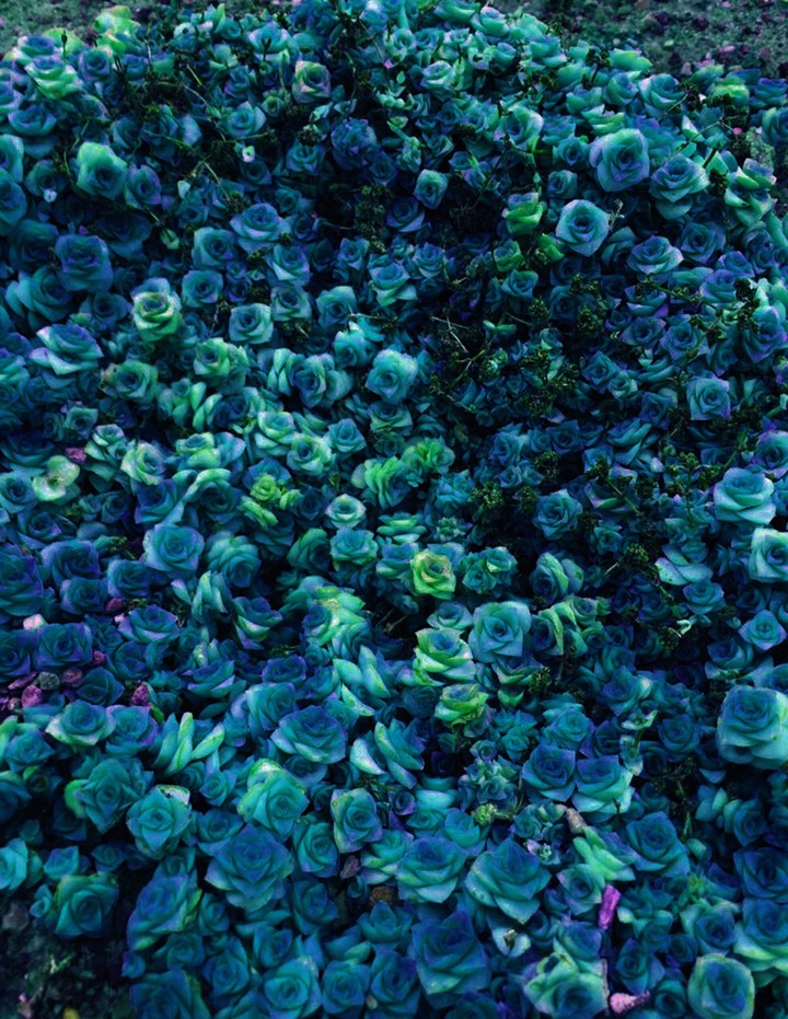 roses