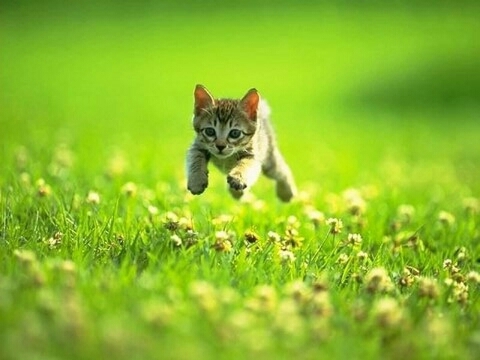 jumping cat☆