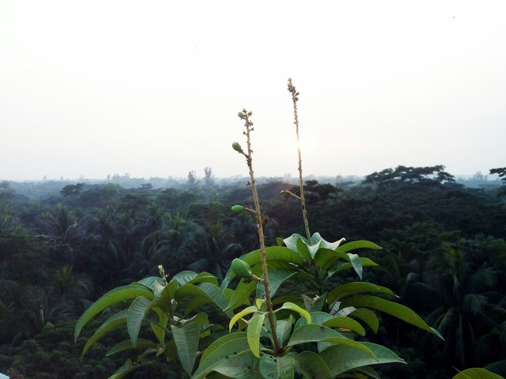 আমের কলি