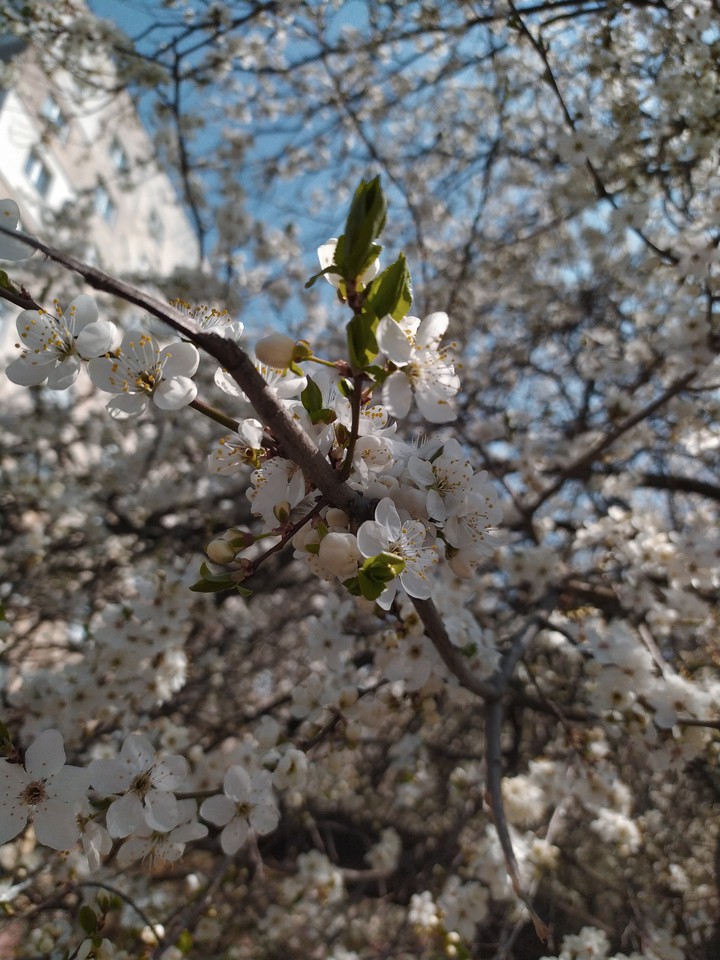 blossom