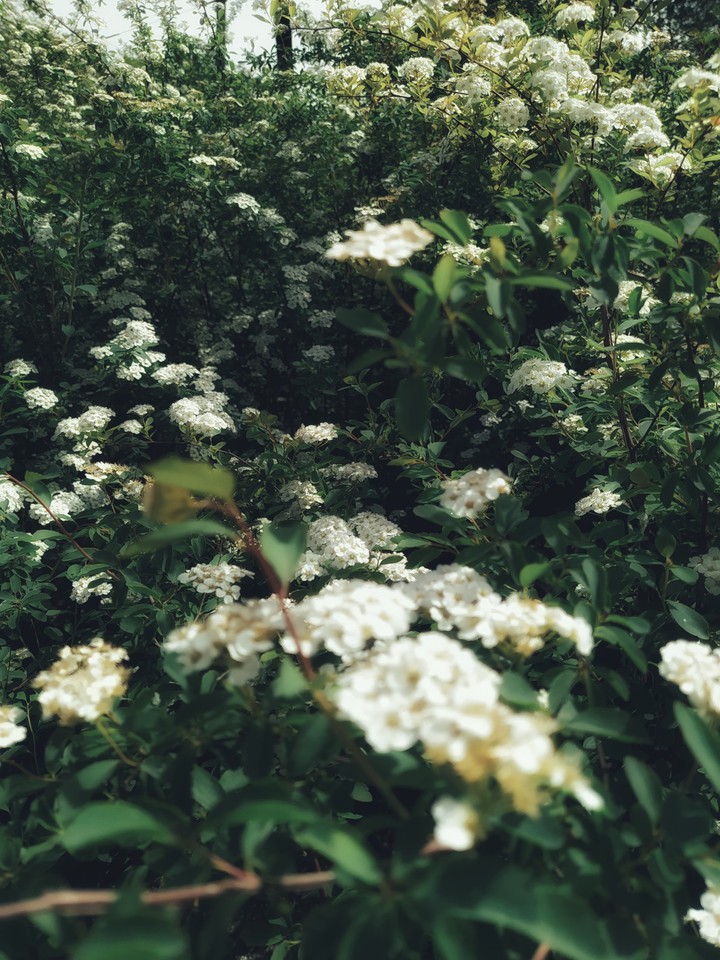 nature