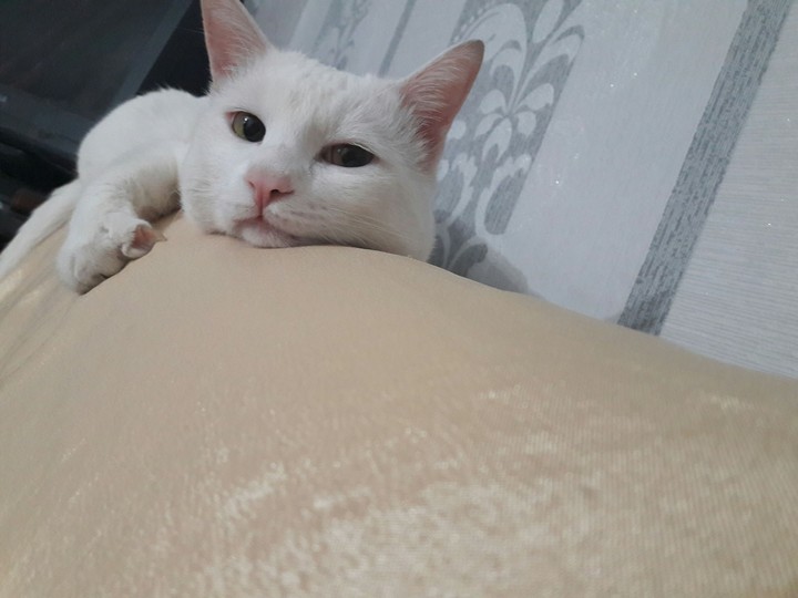Amur