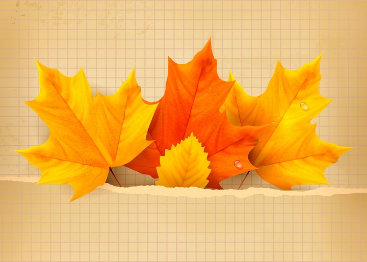 Maple Leaf