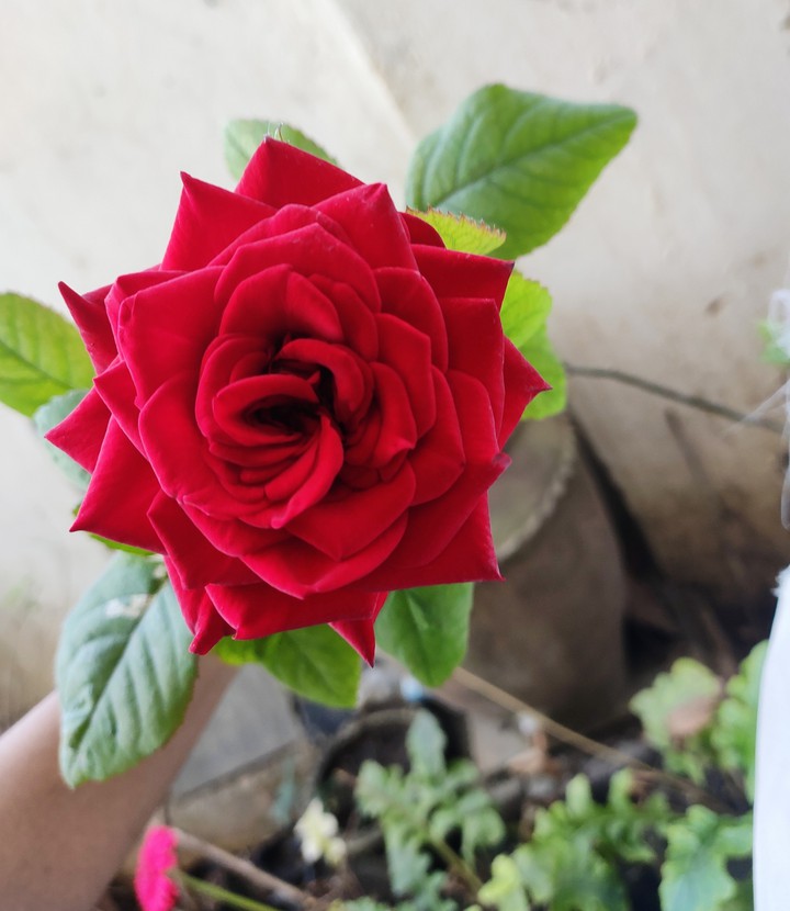 rose