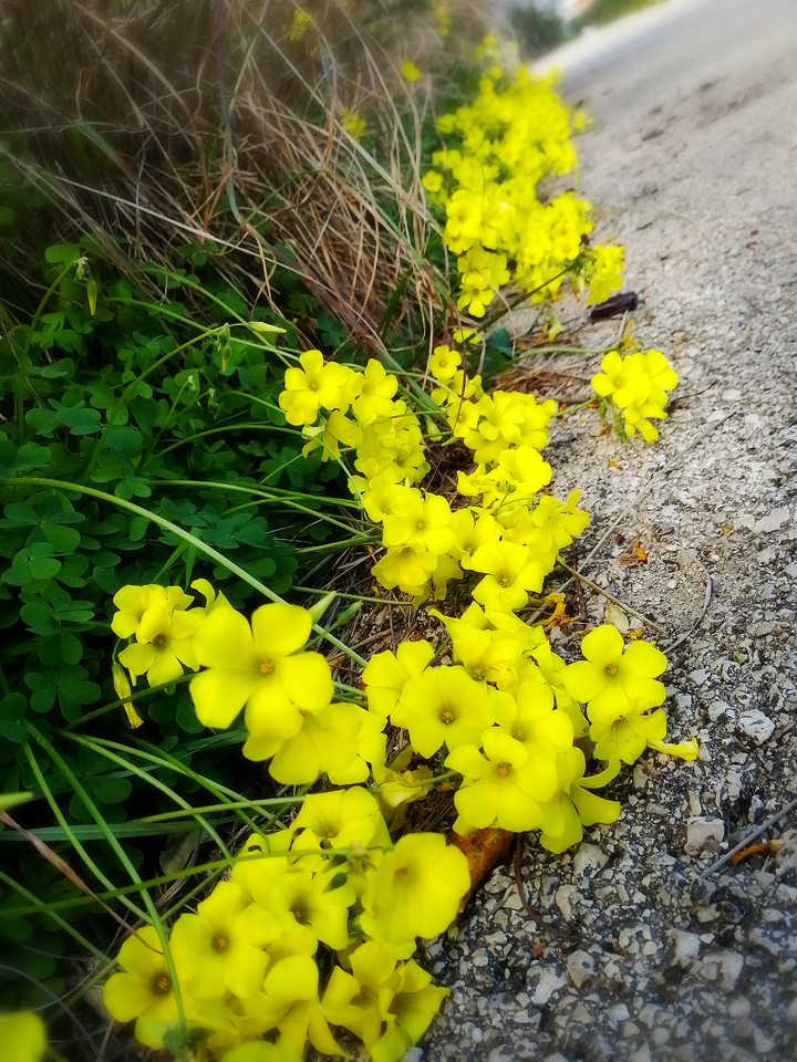 Road full of clovers