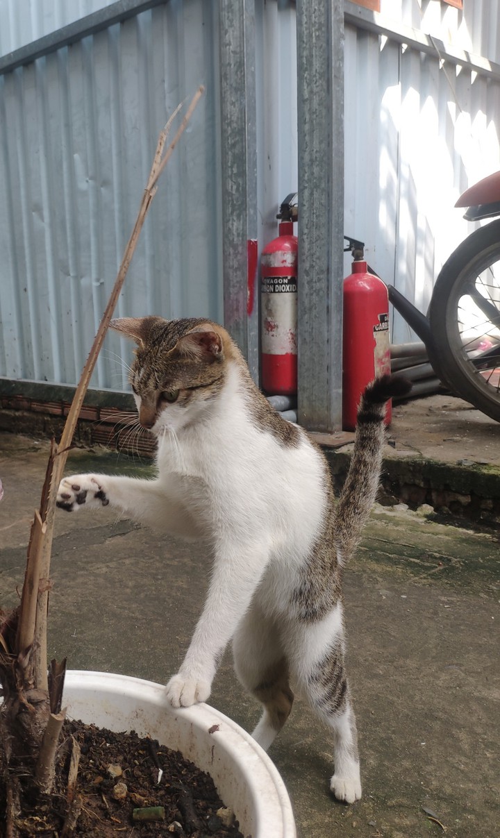 Play with cat