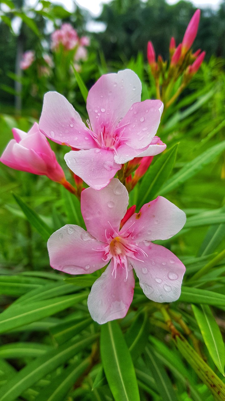 Nerium flowers