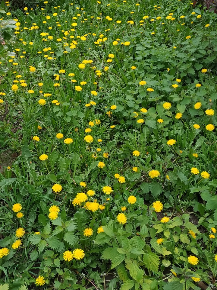 yellow