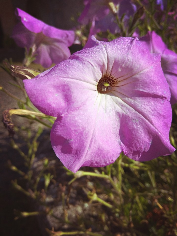 I Love Flowers