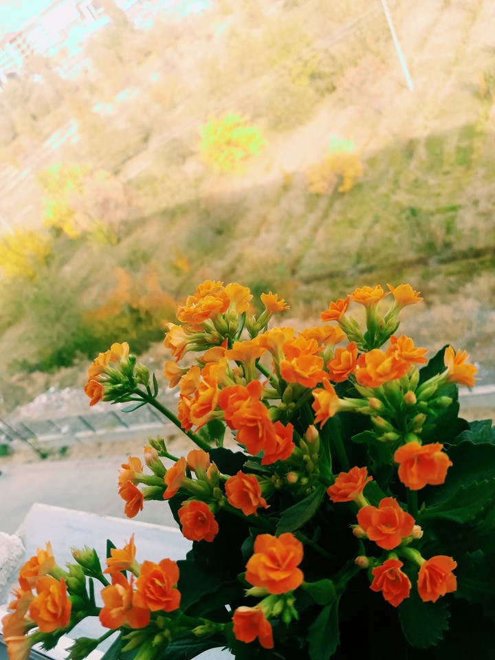 flowers